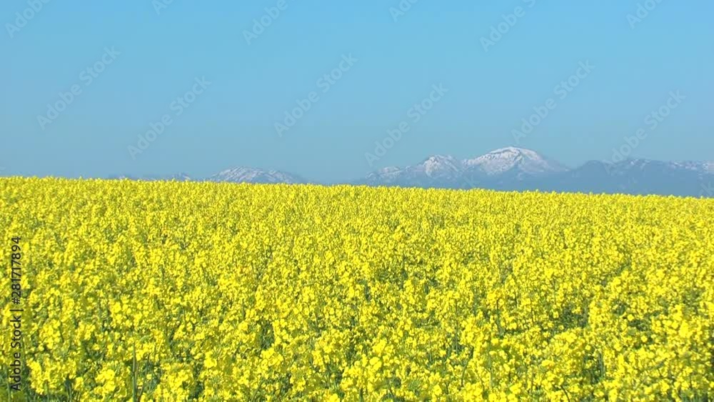Zoom shot of mountain range seen over rapeseed field Zoom shot of mountain range seen over rapeseed field