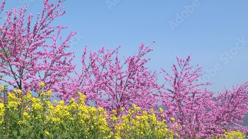 Blooming trees and rapeseed, Fuefuki, Yamanashi Prefecture, Japan photo