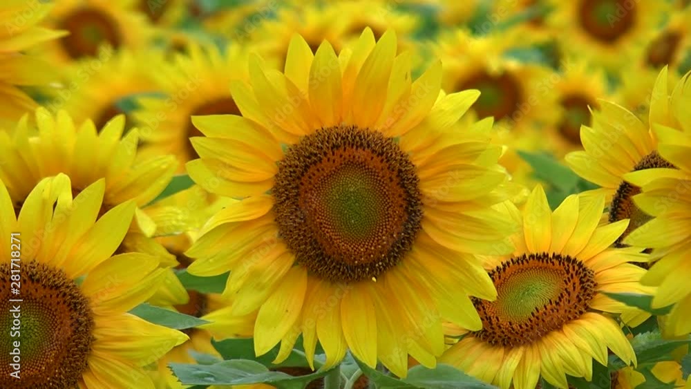 Close up of sunflower Close up of sunflower