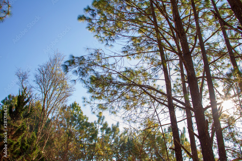 Forest and branches of pine trees with morning light natural background. Forest and branches of pine trees with morning light natural background.
