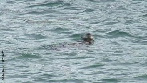 View of sea otter in water, Nemuro, Hokkaido, Japan photo