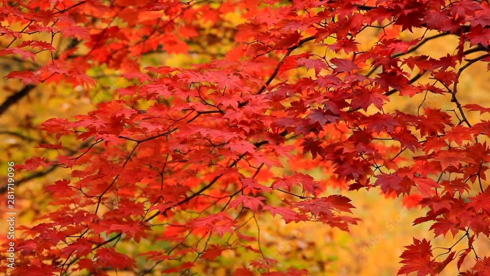 Branches of orange maple trees in autumn Branches of orange maple trees in autumn