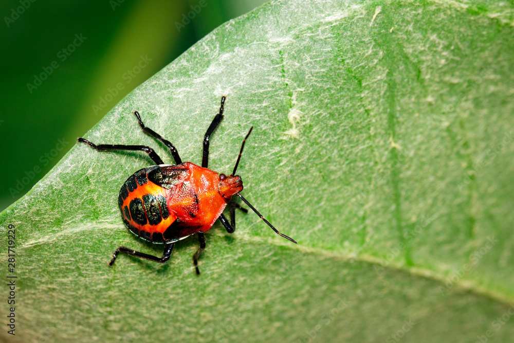 Image of red stink bug on green leaves on a natural background.. Insect. Animal. Image of red stink bug on green leaves on a natural background.. Insect. Animal.