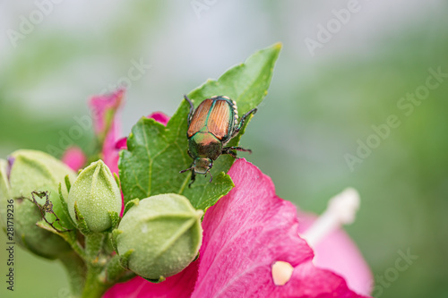 Japanese beetle on rose of sharon