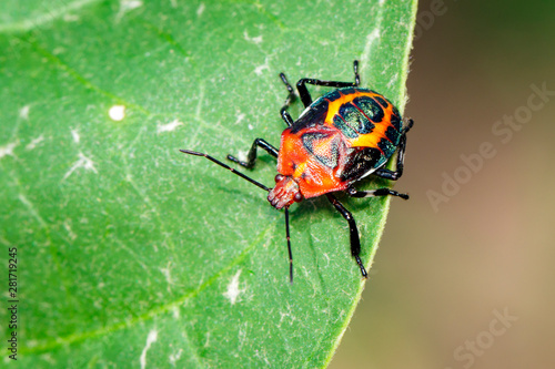 Image of red stink bug on green leaves on a natural background.. Insect. Animal.