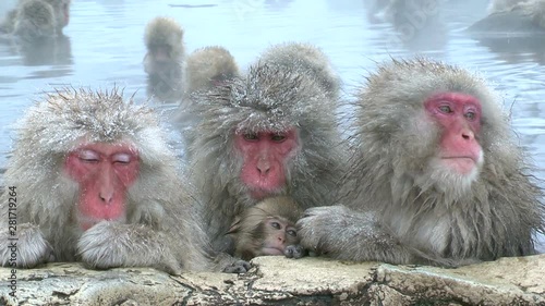 Japanese macaques in water