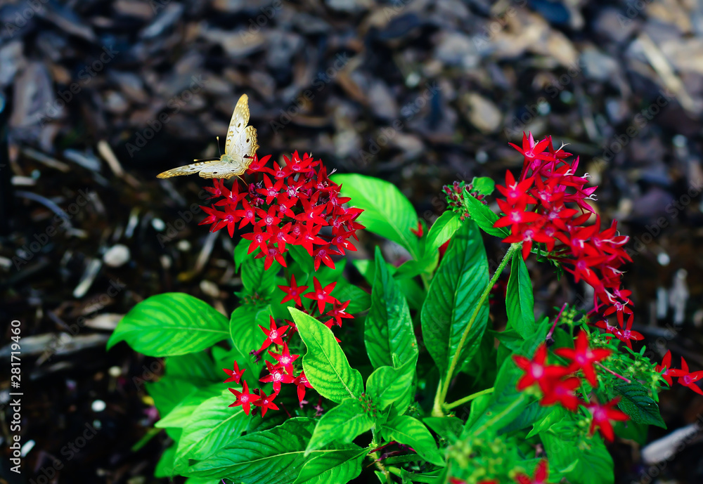 Pentas lanceolata flower and green leaf Pentas lanceolata flower and green leaf