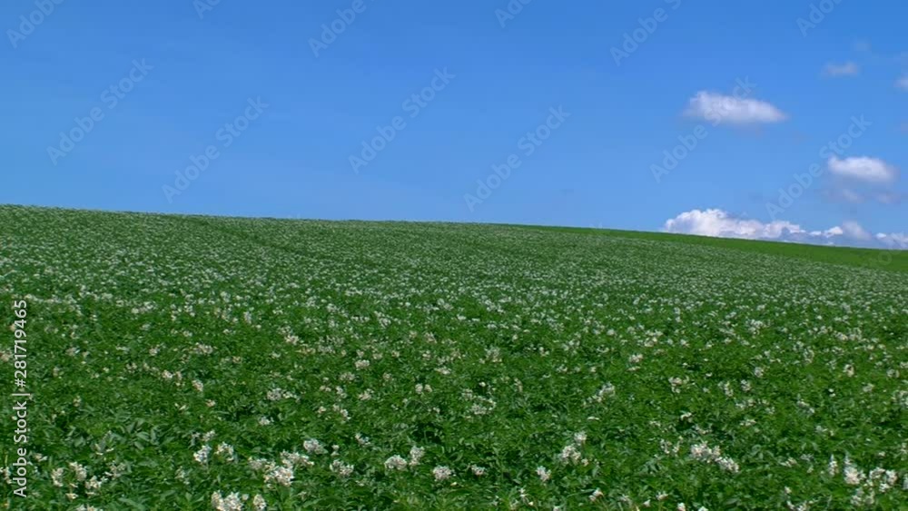 Panning shot of potato field in summer, Biei, Hokkaido Panning shot of potato field in summer, Biei, Hokkaido