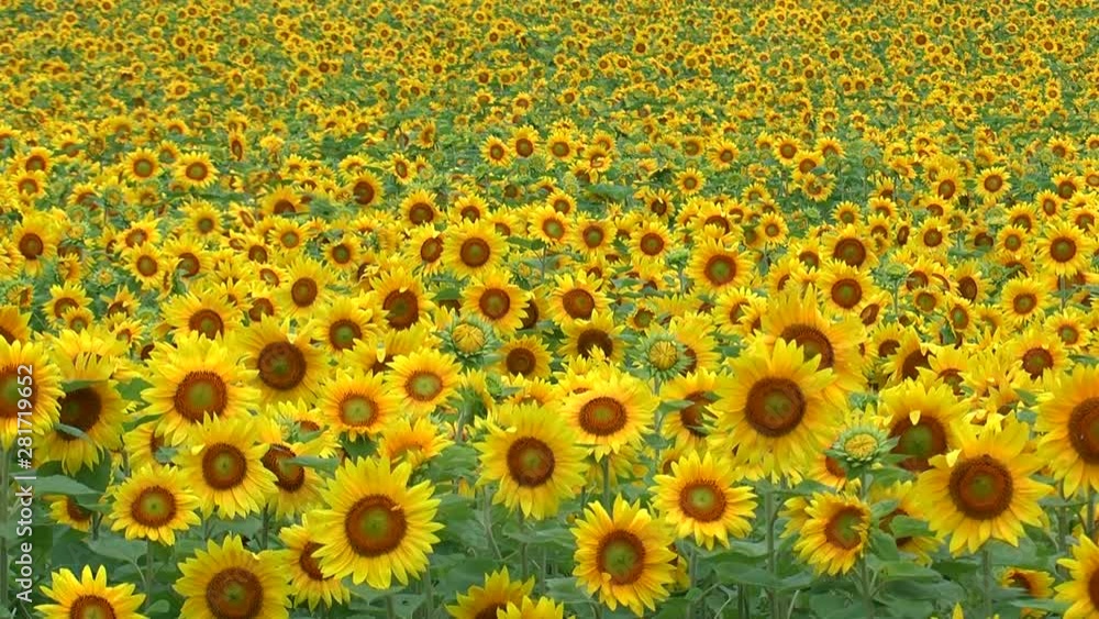 View of sunflower field View of sunflower field