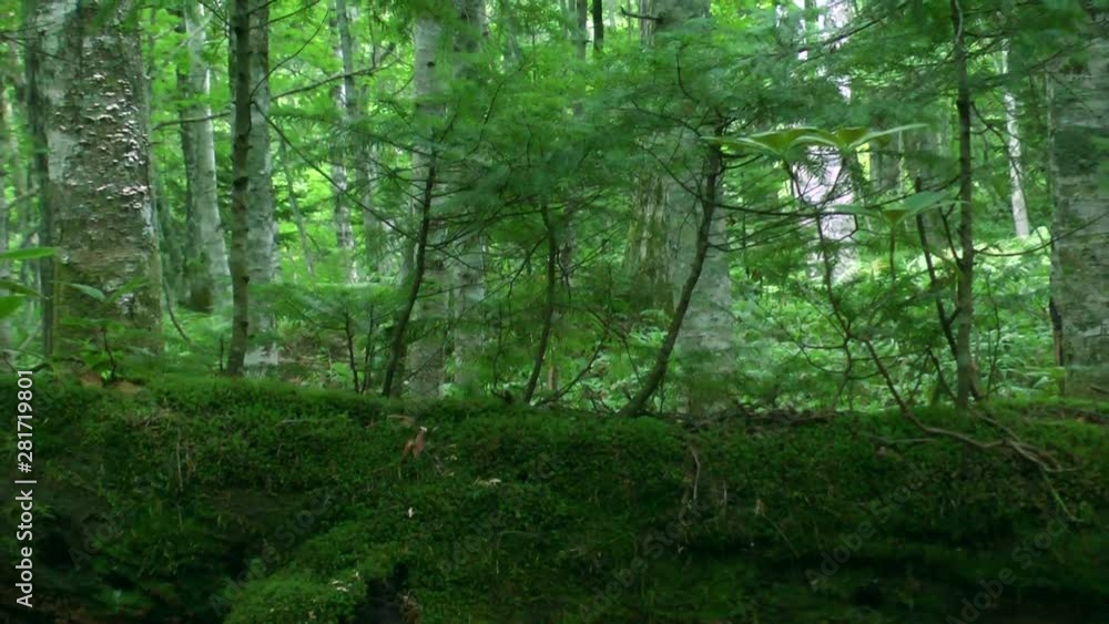 Zoom out view of forest Zoom out view of forest