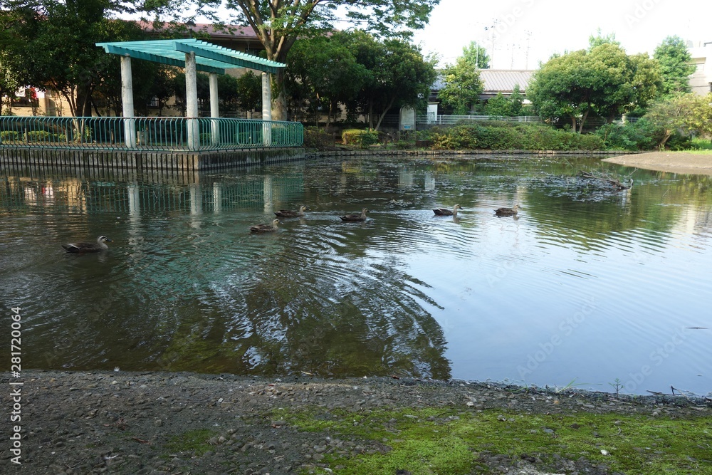 池で泳ぐカルガモ