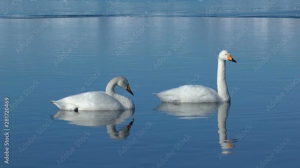 Swans in lake in winter, Teshikaga, Hokkaido, Japan Swans in lake in winter, Teshikaga, Hokkaido, Japan