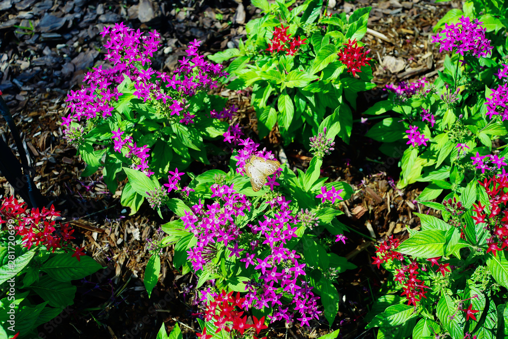 Pentas lanceolata flower and butterfly Pentas lanceolata flower and butterfly