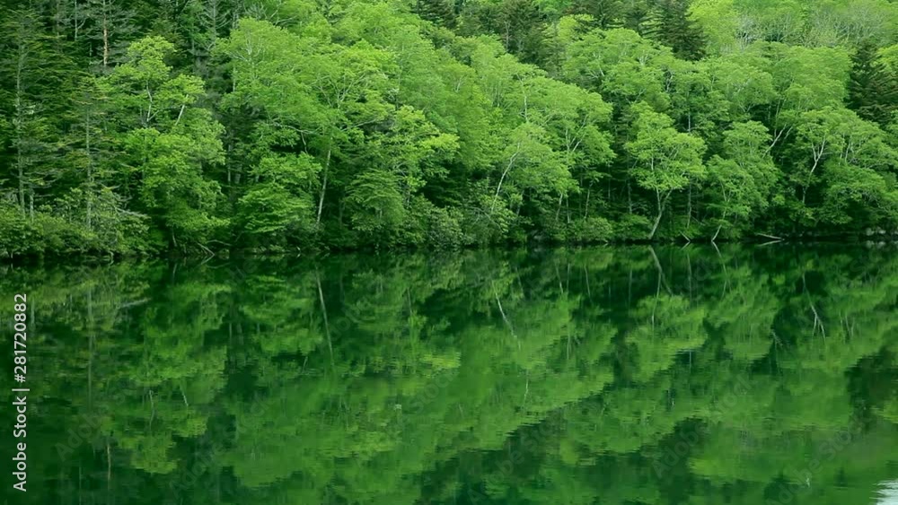 Lush green forest reflecting in water, Japan Lush green forest reflecting in water, Japan