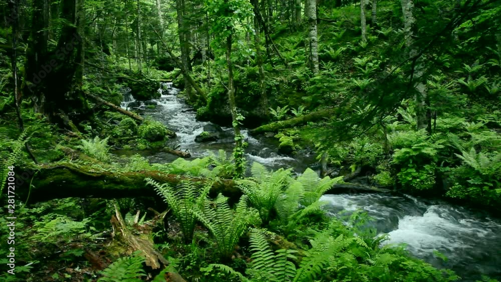 Scenic lush green forest and Akan River, Japan Scenic lush green forest and Akan River, Japan