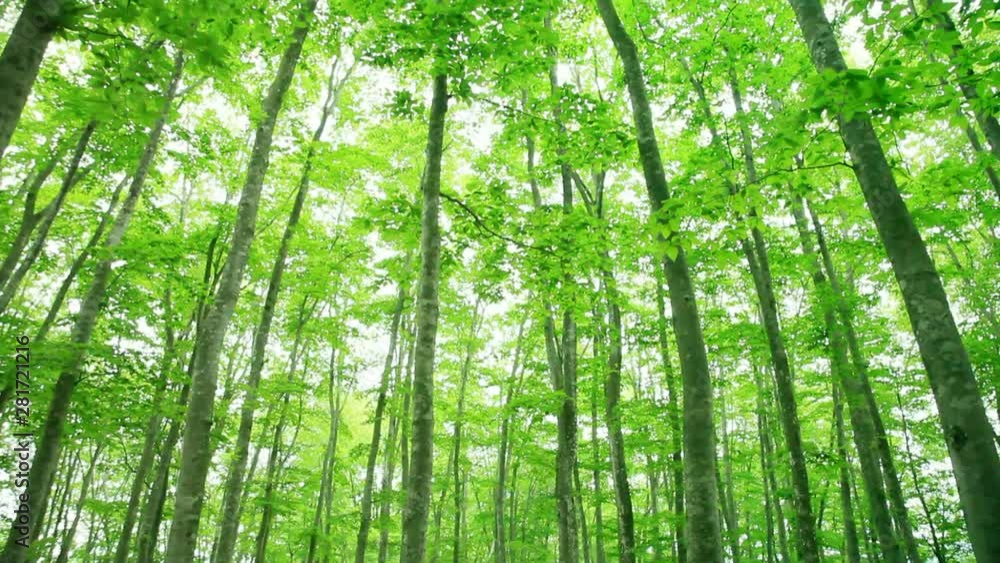 Tilt up of lush green spring beech forest, Japan Tilt up of lush green spring beech forest, Japan