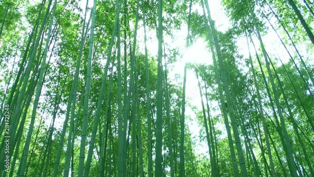 Bamboo stalks swaying against shining sun Bamboo stalks swaying against shining sun