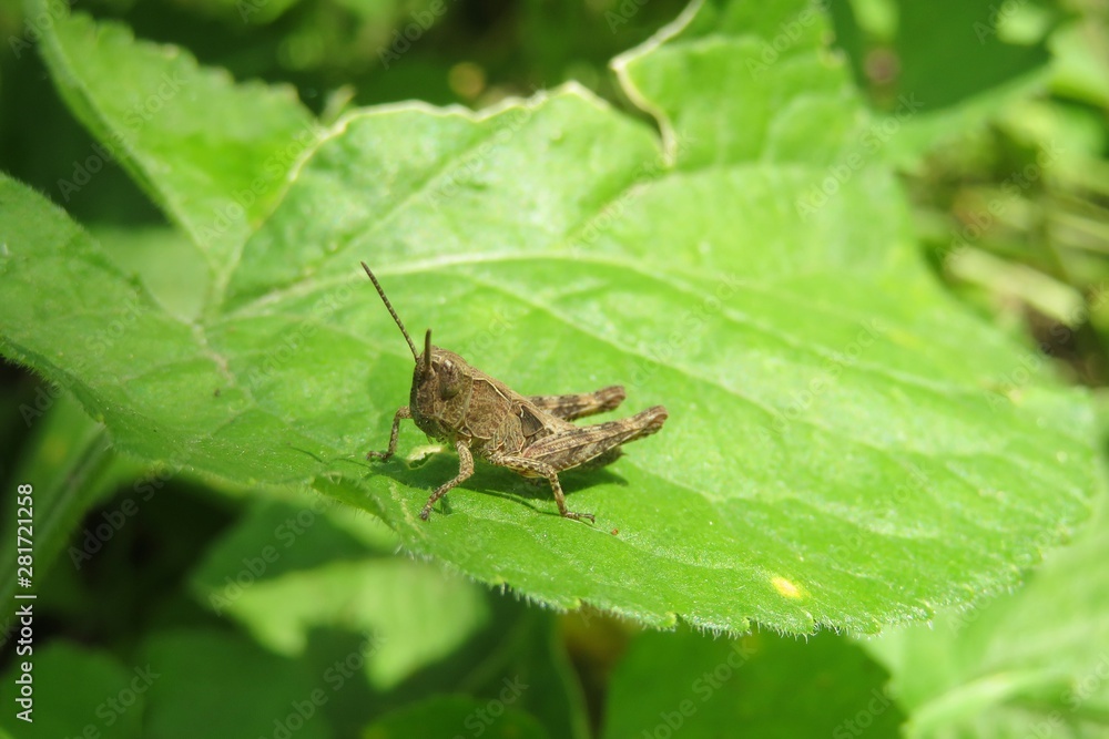 Brown grasshopper on leaf in the garden, closeup Brown grasshopper on leaf in the garden, closeup