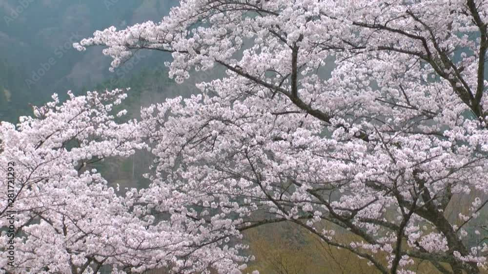 View of blossoming trees above roof, Nantan, Kyoto Prefecture, Japan View of blossoming trees above roof, Nantan, Kyoto Prefecture, Japan