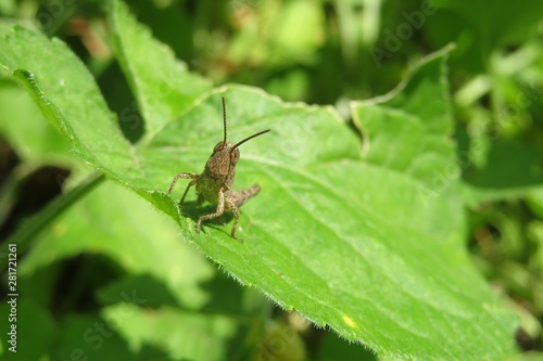 Brown grasshopper on green leaf in the garden, closeup