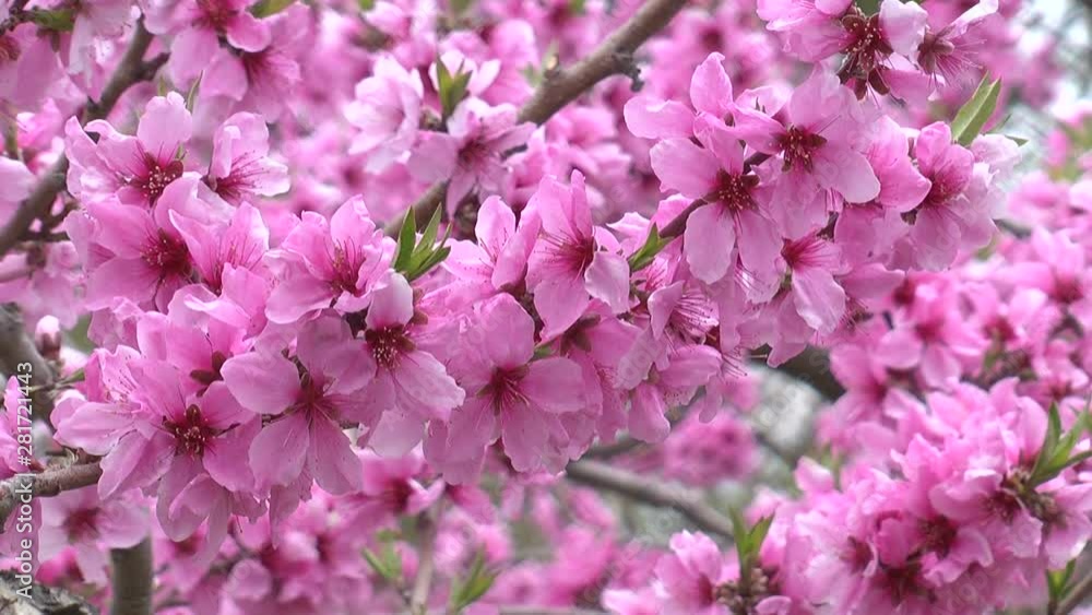 Close up of blossoming branch, Fuefuki, Yamanashi Prefecture, Japan Close up of blossoming branch, Fuefuki, Yamanashi Prefecture, Japan