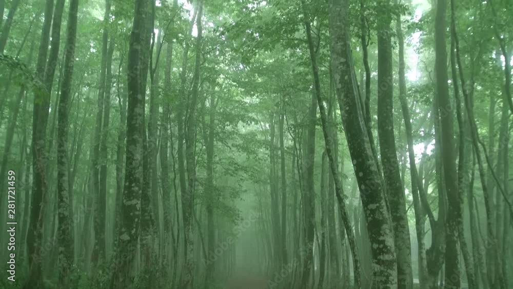 View of trees, Towada, Aomori Prefecture, Japan View of trees, Towada, Aomori Prefecture, Japan
