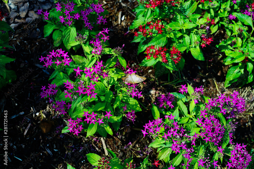 Pentas lanceolata flower and butterfly	
