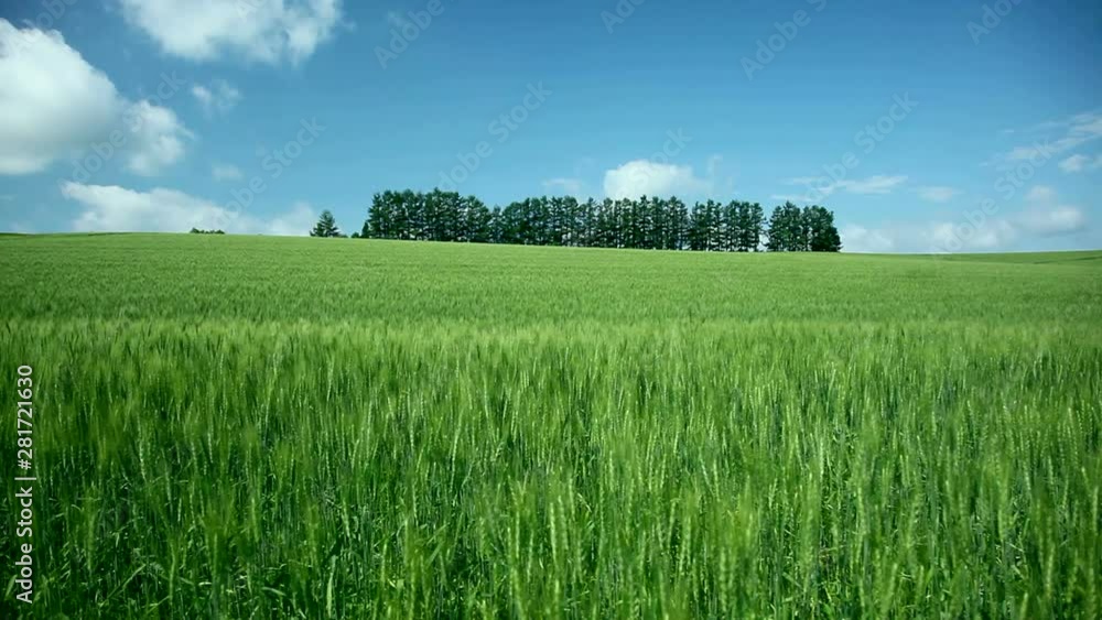 View of wheat field, Biei, Hokkaido, Japan View of wheat field, Biei, Hokkaido, Japan