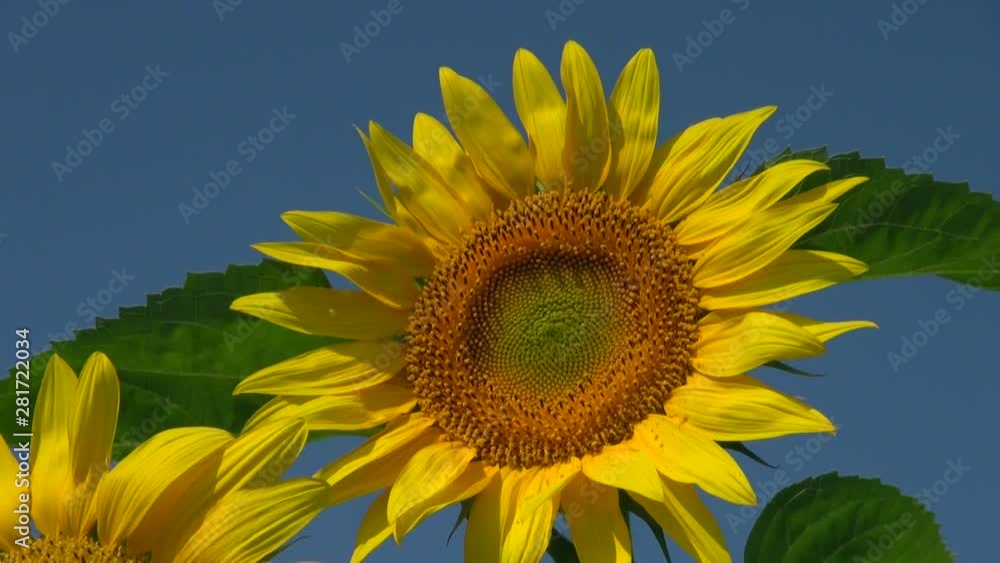 View of sunflowers, Hokuryucho, Hokkaido, Japan View of sunflowers, Hokuryucho, Hokkaido, Japan