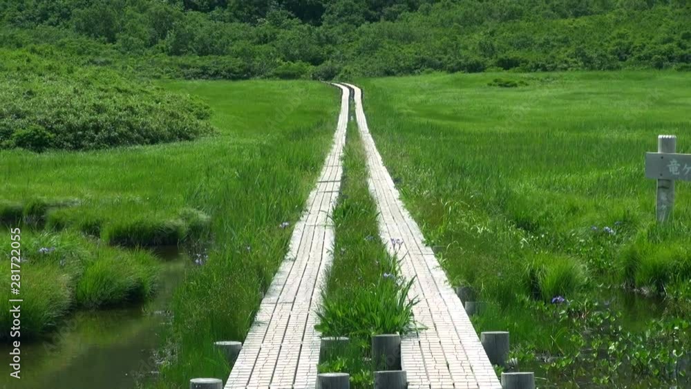 Boardwalk in green wetland, Nikaho, Akita Prefecture, Japan Boardwalk in green wetland, Nikaho, Akita Prefecture, Japan
