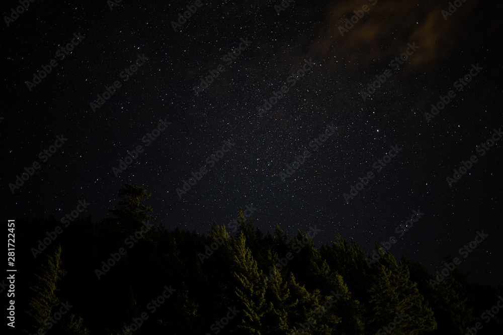 Naklejka premium Star filled summer night sky above evergreen forest