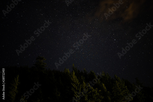 Star filled summer night sky above evergreen forest