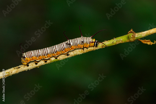 Image of caterpillars of common indian crow on the branches on a natural background. Insect. Animal.