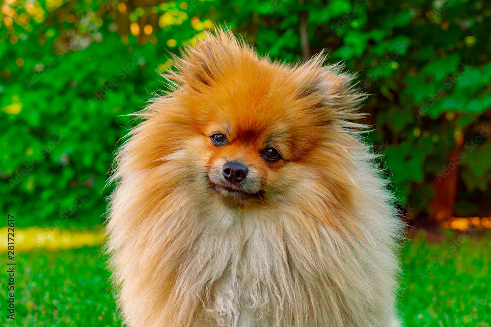portrait of pomeranian dog