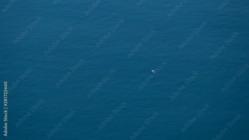Bird flying above sea, Japan Bird flying above sea, Japan