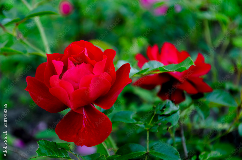 fresh beautiful red rose with buds, thorns and leaves on a bush in the garden, clouse up, copy space, soft focus, mock up