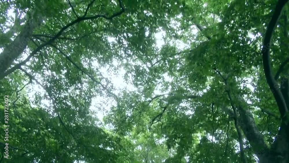 View of trees in forest, Towada, Aomori Prefecture, Japan View of trees in forest, Towada, Aomori Prefecture, Japan