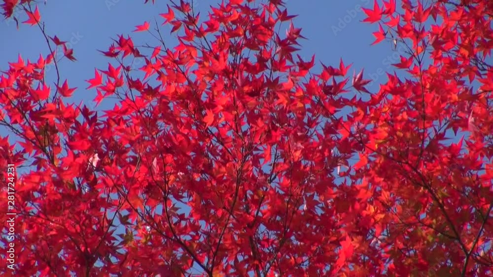 Red autumn leaves on tree, Hiraizumi, Iwate Prefecture, Japan