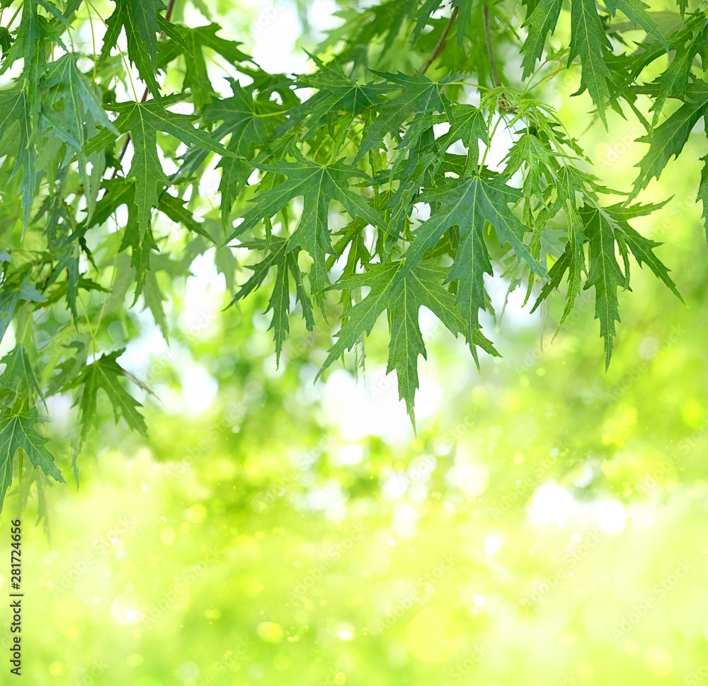 Fresh summer green background with maple leaves. Blurred green nature background, tree green leaves. Fresh green leaves on branch in sunlight. banner. copy spase. soft selective focus Fresh summer green background with maple leaves. Blurred green nature background, tree green leaves. Fresh green leaves on branch in sunlight. banner. copy spase. soft selective focus
