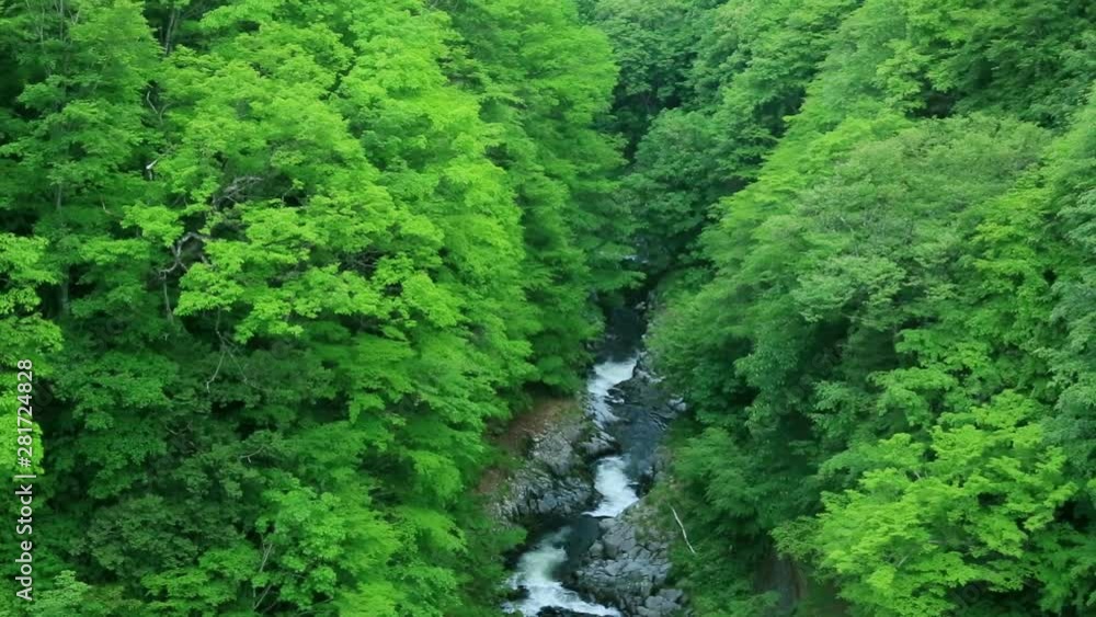 Narrow river flowing through lush green forest Narrow river flowing through lush green forest