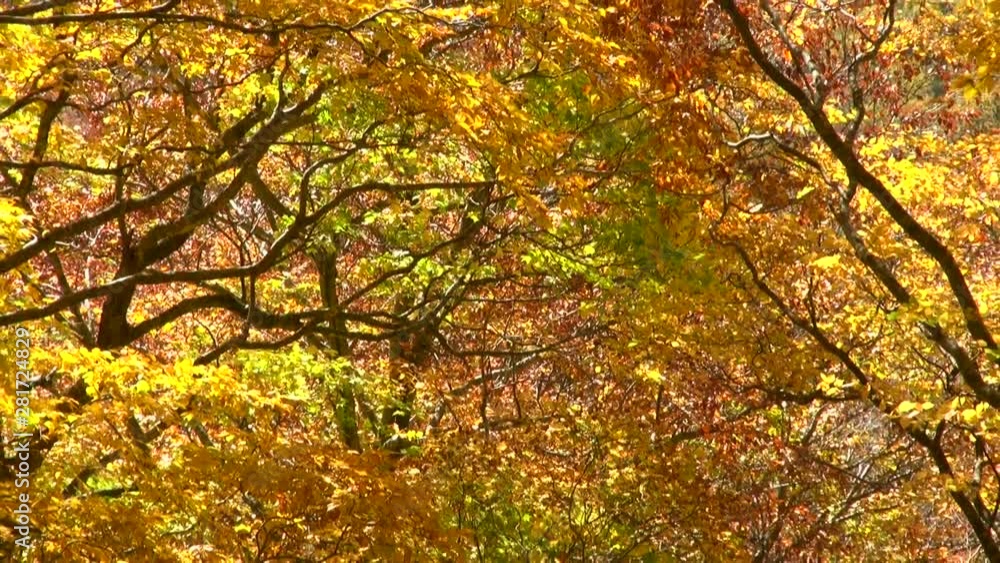 Beech forest in autumn, Nishimeya, Aomori Prefecture, Japan Beech forest in autumn, Nishimeya, Aomori Prefecture, Japan