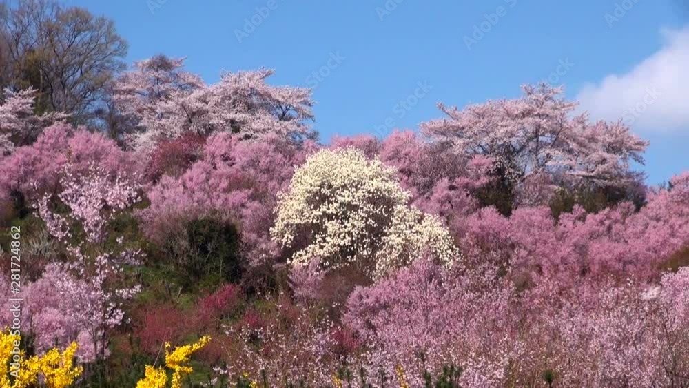 View of blossoming trees, Fukushima City, Fukushima Prefecture, Japan View of blossoming trees, Fukushima City, Fukushima Prefecture, Japan