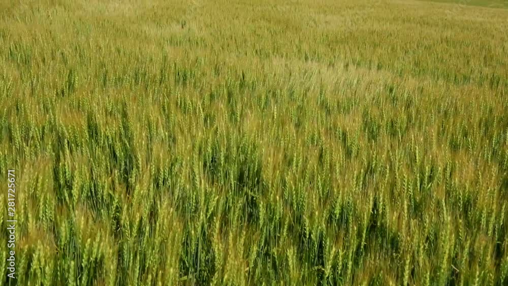 Tilt up view of wheat field Tilt up view of wheat field