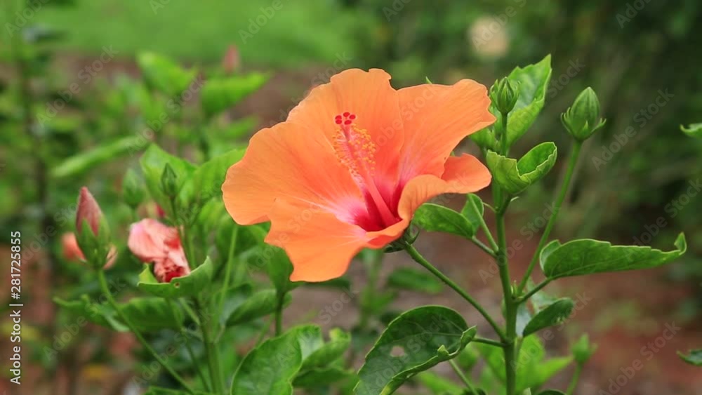 Colorful hibiscus flowers in summer Colorful hibiscus flowers in summer