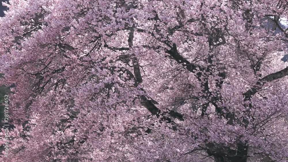 Blossoming Japanese cherry, Ina, Nagano Prefecture, Japan Blossoming Japanese cherry, Ina, Nagano Prefecture, Japan