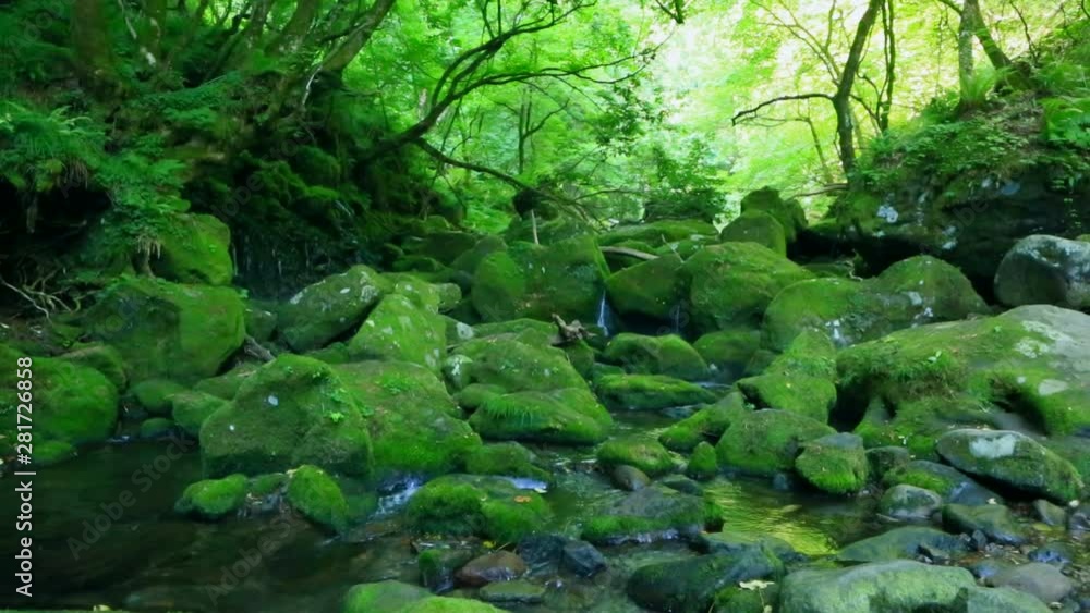 Stream and rocks in forest, Nikaho, Akita Prefecture, Japan Stream and rocks in forest, Nikaho, Akita Prefecture, Japan