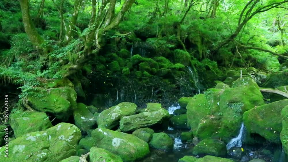 Stream and rocks in forest, Nikaho, Akita Prefecture, Japan Stream and rocks in forest, Nikaho, Akita Prefecture, Japan