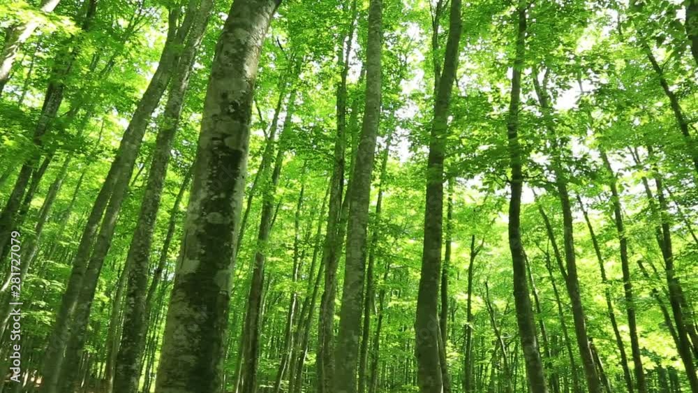 Japanese beech forest, Tokamachi, Niigata Prefecture, Japan