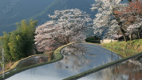 Rice terrace and cherry blossom, Tsu, Mie Prefecture, Japan photo