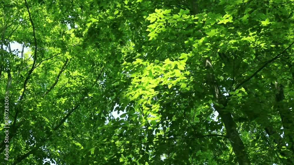 Japanese beech tree, Tokamachi, Niigata Prefecture, Japan